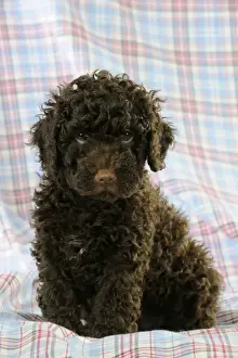 Spanish Water Dogs Prints: DOG. Spanish water dog puppy sitting on cloth