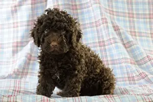 DOG. Spanish water dog puppy sitting on cloth