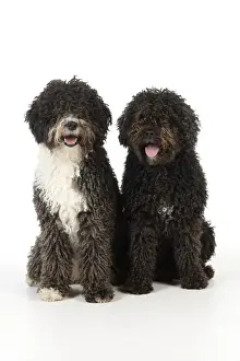 DOG. Spanish Water Dogs