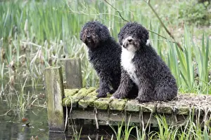 DOG. Spanish Water Dogs