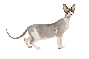 Sphinx Prints: Dog - Sphinx