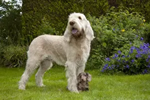 DOG - Spinone with Miniature Short Haired Dachshund - puppy (7 weeks) betweens its paws