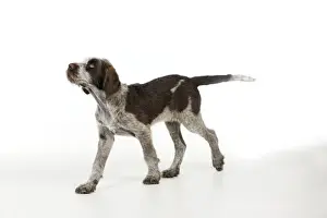 DOG. Spinone puppy
