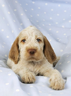 Images Dated 28th July 2009: Dog. Spinone puppy (8 weeks) laying down