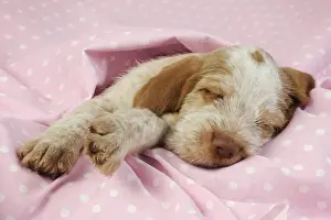 Dog. Spinone puppy (8 weeks) laying down on pink background Digital Manipulation: background colour peach to pink