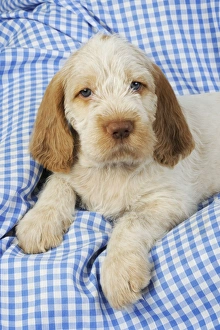 Images Dated 28th July 2009: Dog. Spinone puppy (8 weeks old)