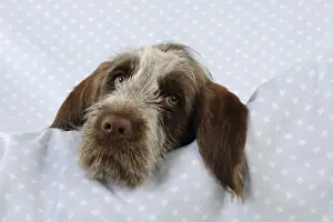 DOG. Spinone puppy laying on blanket