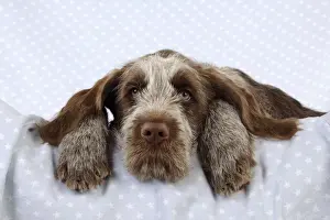 DOG. Spinone puppy laying on blanket