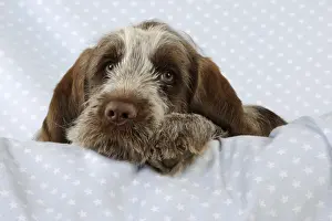 DOG. Spinone puppy laying on blanket