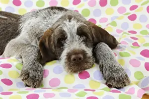 DOG. Spinone puppy laying on blanket