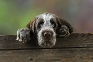 DOG. Spinone puppy looking over fence