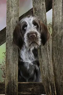 DOG. Spinone puppy looking through fence