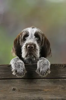 DOG. Spinone puppy looking over fence