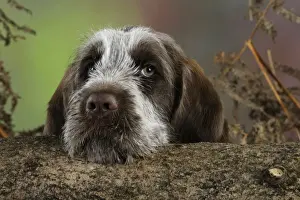 DOG. Spinone puppy looking over a log