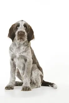 Italian Spinones Prints: DOG. Spinone puppy sitting down