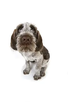 DOG. Spinone puppy sitting down