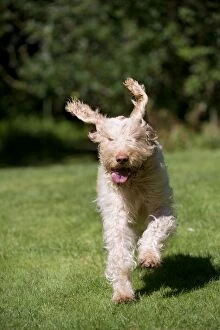Images Dated 31st August 2012: DOG - Spinone running in garden