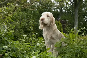 Bushes Prints: DOG - Spinone sitting in garden