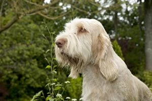 DOG - Spinone - sitting in garden (head shot)