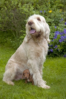DOG - Spinone sitting with Miniature Short Haired Dachshund puppy (7 weeks) beneath it DOG - Spinone sitting with Miniature Short Haired Dachshund puppy (7 weeks) beneath it