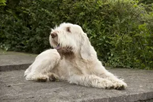 DOG - Spinone - sitting on patio