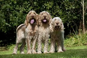 Images Dated 31st August 2012: DOG - Spinones standing together in garden