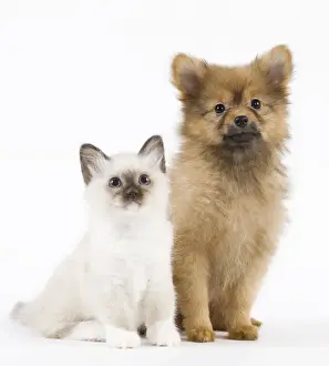 Semi Longhair Prints: Dog - Spitz Nain with Cat - Birman kitten