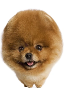 Images Dated 9th February 2011: Dog - Spitz Nain Manipulated Image (by photographer)