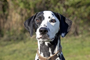 Dog - Spotted Black & White Dalmation - close-up of head Dog - Spotted Black & White Dalmation - close-up of head