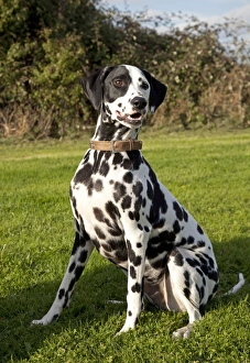 Images Dated 25th September 2010: Dog - Spotted Black & White Dalmation - sitting down