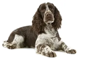 Dog - Springer Spaniel