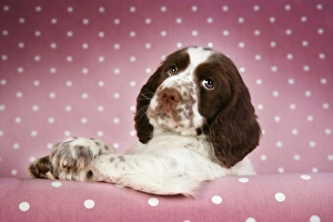 Dog - Springer Spaniel (approx 10 weeks old) with paws over ledge Dog - Springer Spaniel (approx 10 weeks old) with paws over ledge