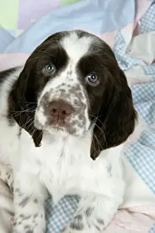 Dog - Springer Spaniel (approx 10 weeks old) laying on rug