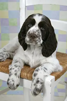 Dog - Springer Spaniel (approx 10 weeks old) sitting on chair