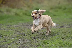 Enjoy Prints: DOG, Springer Spaniel enjoying a run in a field