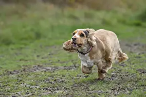 DOG, Springer Spaniel enjoying a run in a field
