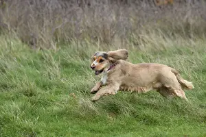 DOG, Springer Spaniel enjoying a run in a field