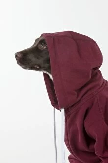 Images Dated 12th November 2012: Dog - Springer Spaniel in a Hoodie