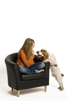 Dog - Springer Spaniel - jumping up to girl sitting in chair