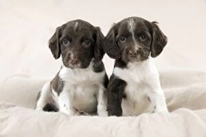 Images Dated 18th May 2012: DOG - Springer Spaniel puppies sitting on blanket