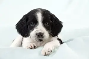 Blue Background Prints: DOG - Springer Spaniel puppy laying on a blanket