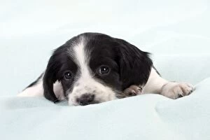 Images Dated 18th May 2012: DOG - Springer Spaniel puppy laying on a blanket
