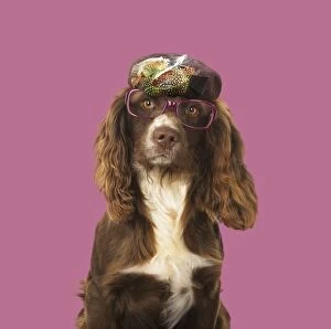 DOG. Springer Spaniel wearing glasses and hat Digital