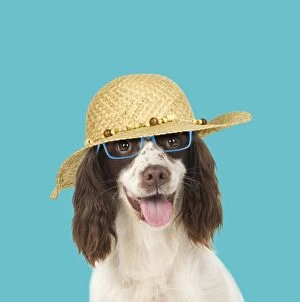 DOG. Springer Spaniel wearing glasses and sun hat