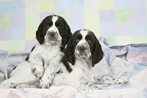 Dog - Springer Spaniels (approx 10 weeks old) laying on rug