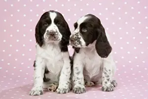 Dog - Springer Spaniels (approx 10 weeks old) sitting down