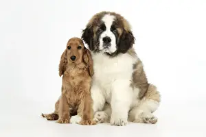 Smooth Haired Prints: Dog - St Bernard, 14 weeks old puppy & Cocker Spaniel puppy