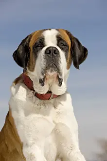 Dog - St Bernard