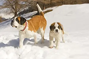 St Bernard Prints: Dog - St Bernard - adult with puppy in snow