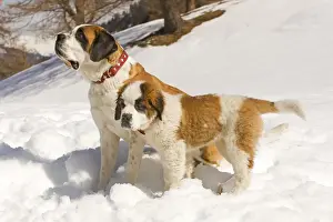 Dog - St Bernard - adult with puppy in snow